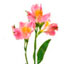 http://www.teleflora.com/images/vendors/00005557/giftguides/meaning/MeaningOfFlowers-PAGE-1_04.jpg