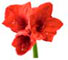 http://www.teleflora.com/images/vendors/00005557/giftguides/meaning/MeaningOfFlowers-PAGE-1_07.jpg