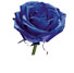 http://www.teleflora.com/images/vendors/00005557/giftguides/meaning/MeaningOfFlowers-PAGE-1_22.jpg