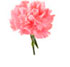 http://www.teleflora.com/images/vendors/00005557/giftguides/meaning/meaningofflowers-PAGE2_05.jpg