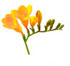 http://www.teleflora.com/images/vendors/00005557/giftguides/meaning/meaningofflowers-PAGE2_17.jpg
