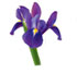 http://www.teleflora.com/images/vendors/00005557/giftguides/meaning/meaningofflowers-PAGE3_05.jpg