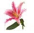 http://www.teleflora.com/images/vendors/00005557/giftguides/meaning/meaningofflowers-PAGE3_11.jpg