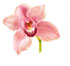 http://www.teleflora.com/images/vendors/00005557/giftguides/meaning/meaningofflowers-PAGE3_17.jpg