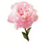 http://www.teleflora.com/images/vendors/00005557/giftguides/meaning/meaningofflowers-PAGE3_20.jpg