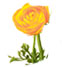 http://www.teleflora.com/images/vendors/00005557/giftguides/meaning/meaningofflowers-PAGE4_05.jpg