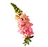 http://www.teleflora.com/images/vendors/00005557/giftguides/meaning/meaningofflowers-PAGE4_11.jpg
