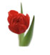 http://www.teleflora.com/images/vendors/00005557/giftguides/meaning/meaningofflowers-PAGE4_29.jpg